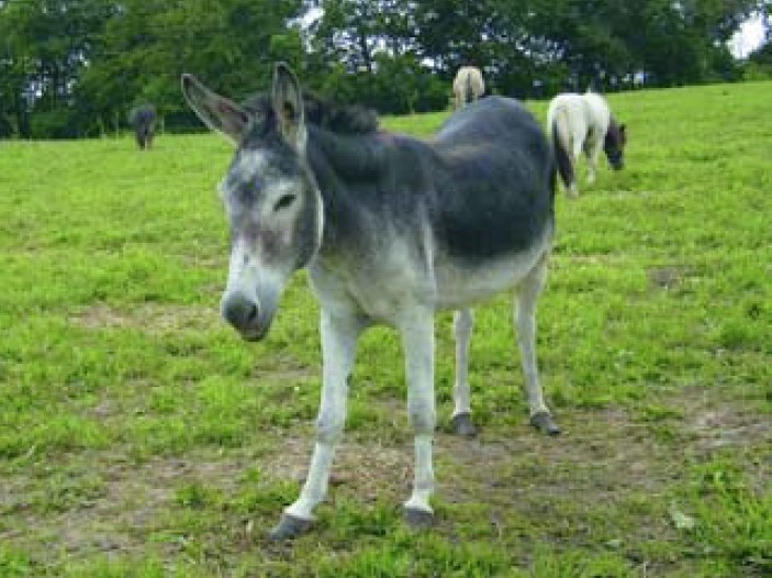 English - Mistreated donkeys - nyt Hesteliv